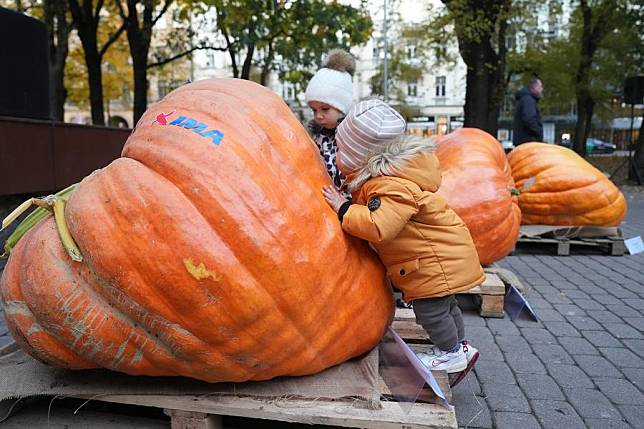 Pumpkins are displayed at Latvia's largest pumpkin championship in Riga, Latvia, Oct. 17, 2024.(Photo by Edijs Palens/Xinhua)