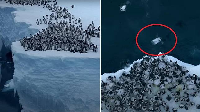 《國家地理》的野生動物攝影師意外捕捉到上萬隻小企鵝從冰崖跳水的罕見畫面。（圖／翻攝自YouTube@National Geographic）