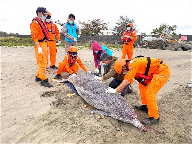 台南市安平漁港南堤內發現有白海豚擱淺急性死亡。(海保署提供)