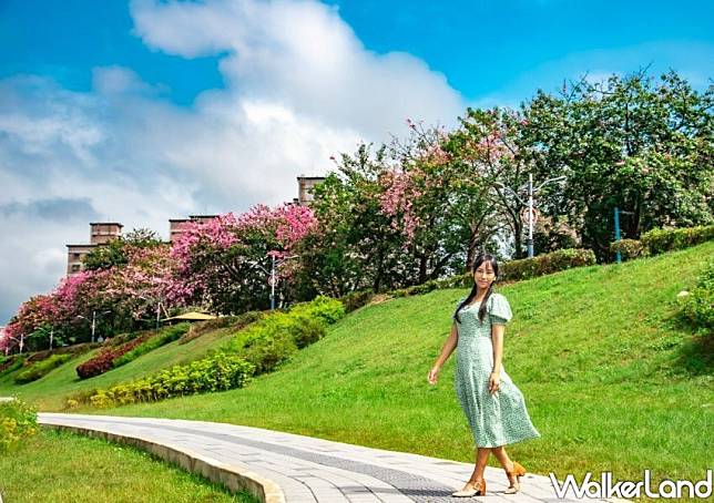 三峽河畔安溪里堤頂步道 美人樹花海/ WalkerLand窩客島整理提供 未經許可不可轉載