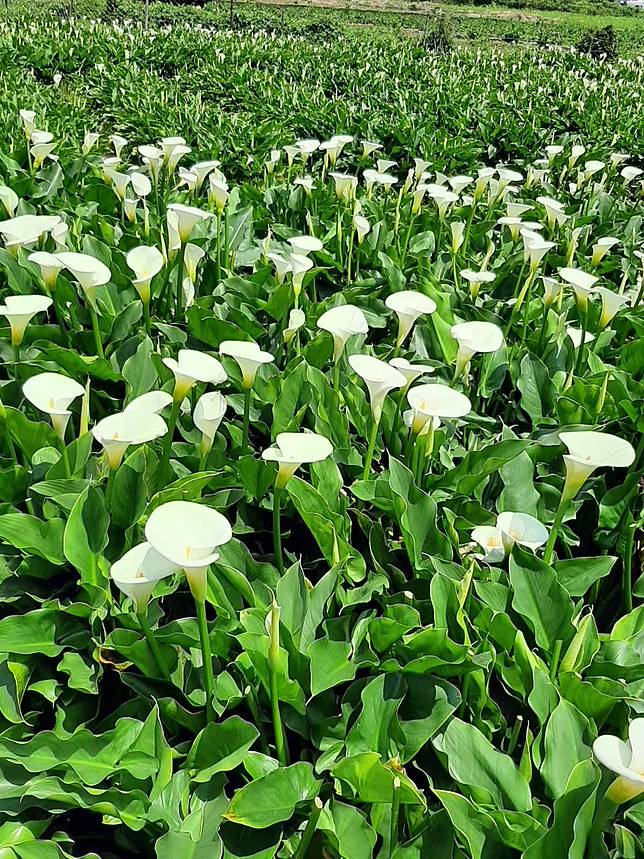 圖片來源：Linda Wang