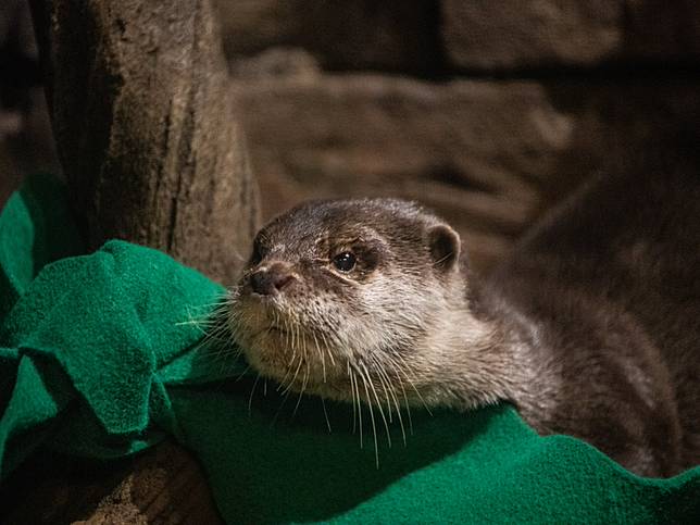 新冠肺炎群聚？水族館不只1隻水獺驗出陽性