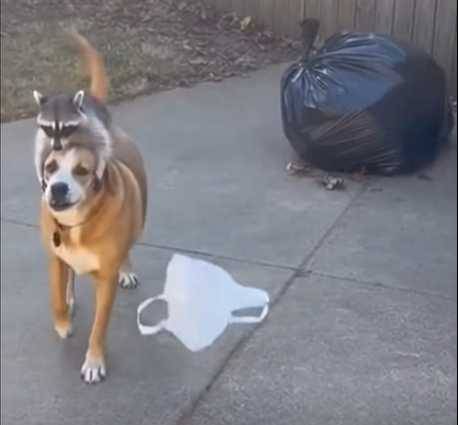 浣熊幫小狗拿掉塑膠袋。（圖／翻攝自臉書）