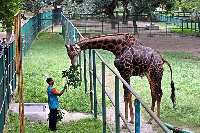 A staff member feeds a giraffe in the Bangladesh National Zoo in the Mirpur section of Dhaka, Bangladesh, Oct. 24, 2024. (Xinhua)