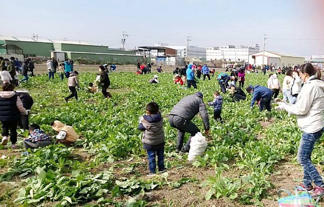 梧棲區農會二十七日在梧棲區梧南路龍安宮旁農田舉辦「二０二四龍來拔蘿蔔農趣樂親子體驗活動」，吸引二千人下田拔蘿蔔，體驗農田樂趣。（記者陳金龍攝）