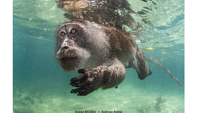 「海洋藝術水下攝影比賽」最大獎是泰國一隻游泳覓食的公獼猴。 Suliman Alatiqi© Ocean Art 2023