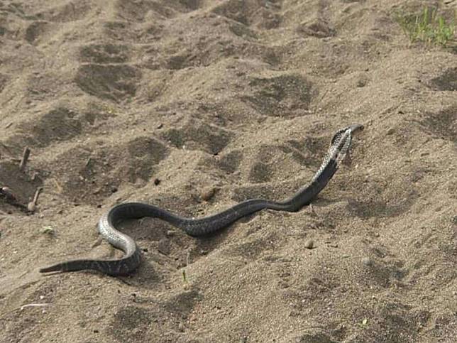 芬園鄉貓羅溪畔身長1.5公尺的眼鏡蛇突然竄出，嚇壞前往拍攝生態的民眾。(米諾斯提供)
