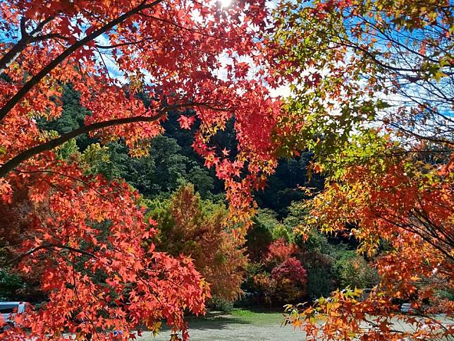 武陵農場楓紅美景。（中華旅行社提供）