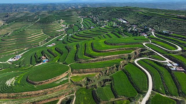 An aerial drone photo taken on July 25, 2024 shows rural roads connecting fields and villages in Pengyang County, Guyuan City, northwest China's Ningxia Hui Autonomous Region. (Xinhua/Feng Kaihua)