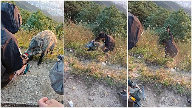 疑內地女行飛鵝山遭野豬搶背囊，男友人陡坡打野豬惹爭議。(網片截圖)