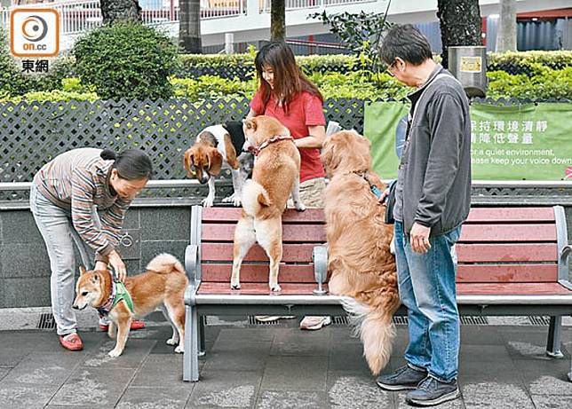 調查指，香港最多人飼養的寵物為狗。