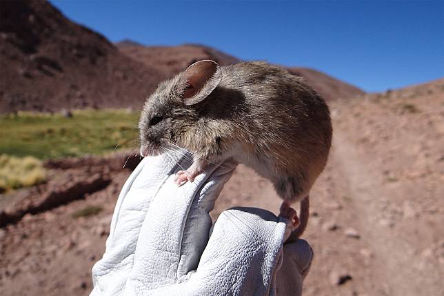 科學家前往智利阿他加馬高原（Atacama Plateau）遠征，發現嚙齒類動物能夠在超過6000多公尺海拔的險惡環境存活。圖片來源：Marcial Quiroga-Carmona／內布拉斯加大學林肯分校 the University of Nebraska—Lincoln