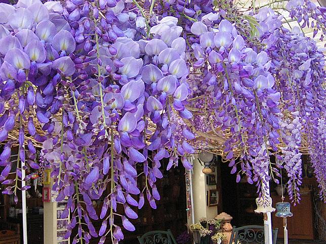 嘉義梅山鄉瑞里社區紫藤花已進入開花期，3/17將在紫藤公園舉辦「紫色野餐派對」。（記者張翔翻攝）