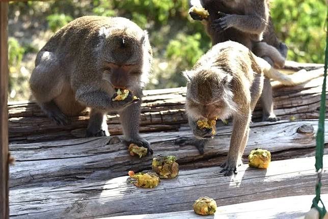 久元電子和竹市動物園合作，為6種動物手製中秋月餅。（圖：市府提供）