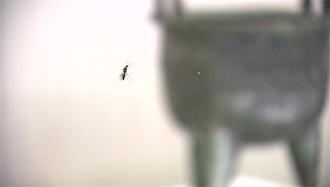 故宮青銅器的展櫃內出現巨山蟻。圖／台視新聞