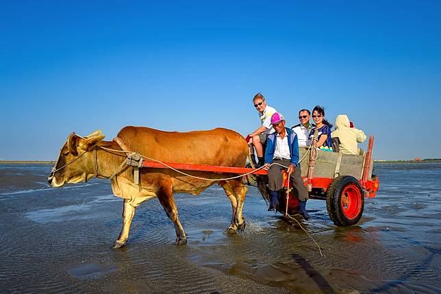 來彰化體驗全台唯一搭牛車行經潮間帶的「海牛採蚵」活動(圖/彰化縣政府城市暨觀光發展處)