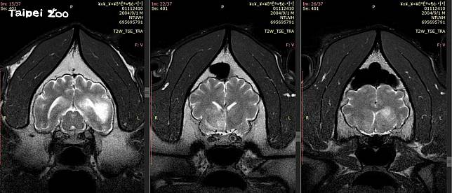 園方推測團團腦部惡性腫瘤的機率大幅提高，不過無法做切片檢查確認。（翻攝自台北市立動物園）