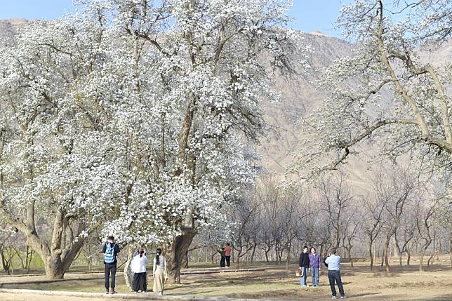 Tourists take photos of pear trees in Nanchangtan Village in Zhongwei City, northwest China's Ningxia Hui Autonomous Region, April 4, 2024. (Xinhua/Mao Zhu)