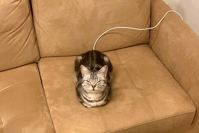 飼主回家發現貓咪小秘密，牠沙發上待機充電中。（圖／Twitter：cat_anko3）