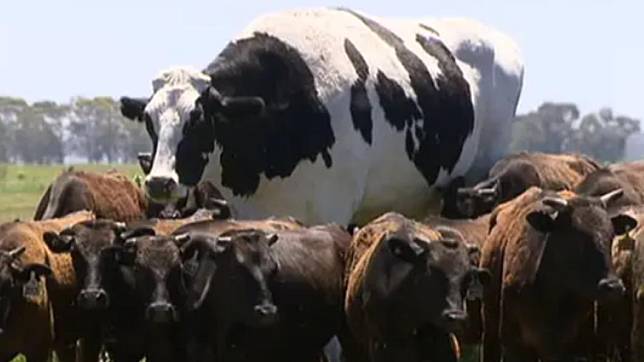 巨無霸乳牛「短褲」（Knickers）高195公分、重1400公斤。（圖／翻攝自insider）