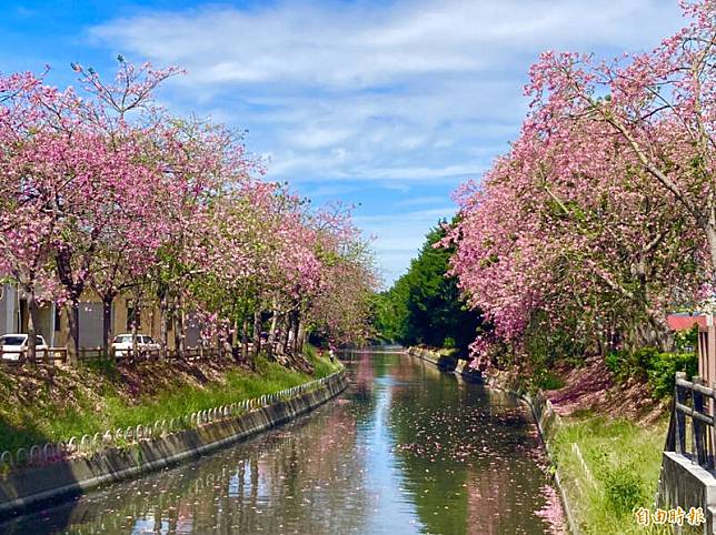 北斗河濱公園美人樹盛開。(記者顏宏駿攝)