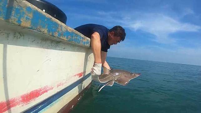 農業部水產試驗所指出，龍紋鱝雖已被國際自然保護聯盟（IUCN）紅色名錄列入極度瀕危（CR）等級，不過國內並未禁止捕撈，不僅魚翅貴、魚肉單價也高。圖為南方龍紋鱝。（水試所提供）中央社記者楊淑閔傳真113年9月16日  
