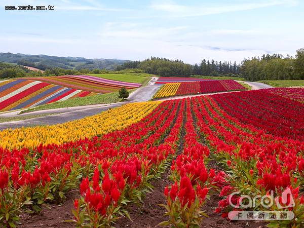 擁有豐富自然景觀和海鮮美食的北海道，是台灣及日本大學生畢業旅行票選的第一名(圖/Club Med　提供)