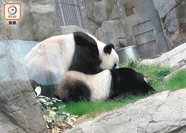 過去兩對大熊貓分別在1999年及2007年到港。