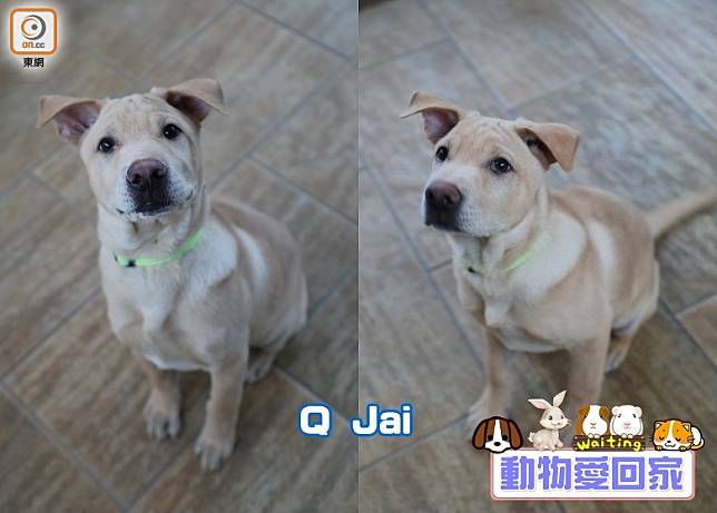 Q Jai是個天真活潑、性格開朗的孩子。（愛協提供）