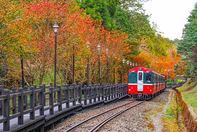 對高岳車站 楓紅森林小火車。阿里山賓館提供