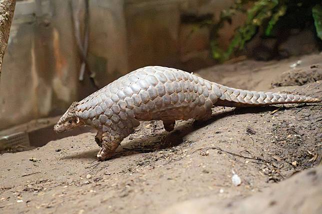 動物園邀請大家關心穿山甲保育並為穿山甲寶寶舉辦票選命名活動。圖：動物園提供