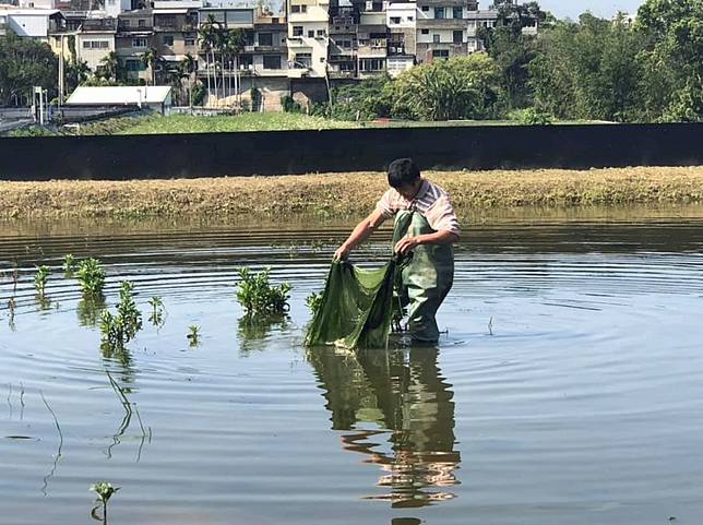 ▲100%無毒友善生態養殖，池裡滿滿的水草、魚蝦（圖/奧丁丁市集）