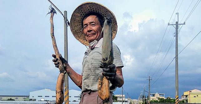 【蓮藕秘密】解開蓮藕、蓮花、蓮子的三角習題，來認識「老鷹之手」守護的「靈根」