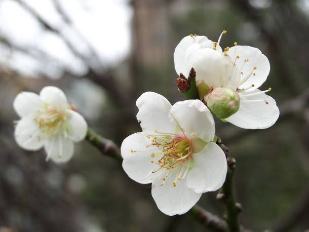  不讓南投信義鄉的梅花專美於前，台北市公園內清香淡雅的梅花正盛開。   圖：台北新花漾FB官網提供 