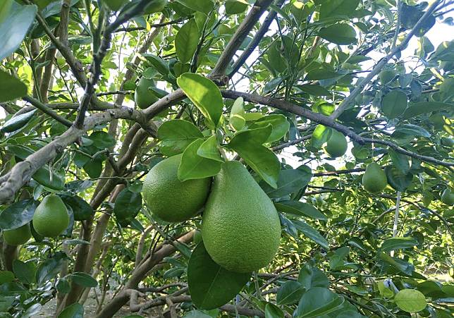 中國大陸將文旦也列入這波禁令中，讓柚農及柚商擔憂。（記者盧萍珊攝）