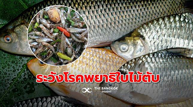 เตือนประชาชน ‘กินปลาน้ำจืดดิบๆ’ เสี่ยงโรคพยาธิใบไม้ตับ