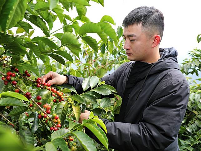 曾是茶農的咖啡青農蘇彥璋在大阿里山上專種台灣藝伎咖啡，為了持續參賽闖出名氣，從200棵擴增到600棵咖啡果樹。（圖片來源：嘉義縣政府提供）