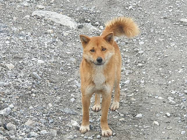 新幾內亞唱犬近親再度被發現，研究人員表示這隻公狗相當帥氣。（圖片來源／New Guinea Highland Wild Dog Foundation Facebook） 