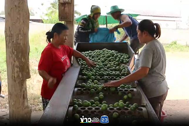 ราคาขายส่งมะนาวแพงลิ่ว พ่อค้าคนกลางแย่งกันซื้อ คาด “เทศกาลสงกรานต์” พุ่งสูงอีก