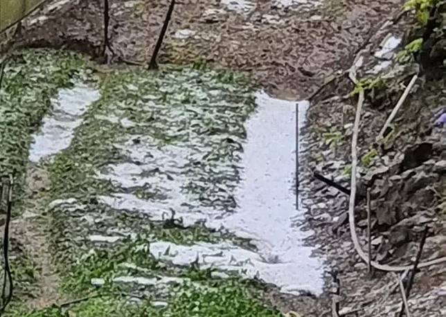 南投縣華崗地區二十六日降下冰雹，菜園密布白色冰雹，即將收成的高麗菜被砸得傷痕累累。　　（記者陳金龍翻攝）