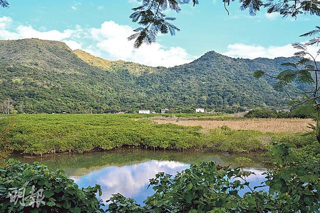 自然更替&ndash;客家人聚居谷埔，建造堤壩，圍海造田，從山上引入淡水耕作，形成往日一大片金黃稻田的景象；但後來村落漸漸沒落，水閘日久失修，荒廢農地在大自然的更替下變成紅樹林及蘆葦田。（黃嘉禧攝）