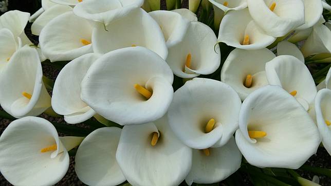 圖片來源：Ig＠UnLazyBones