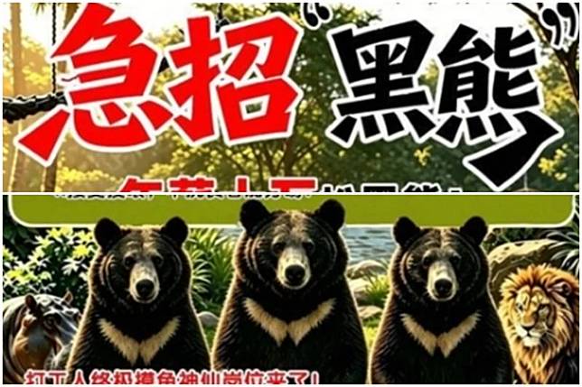 中國河南省漯河市一處野生動物園，開出年薪10萬元（新台幣47萬元台幣）「徵人扮黑熊」的招募消息，引發關注。（翻攝自網易）