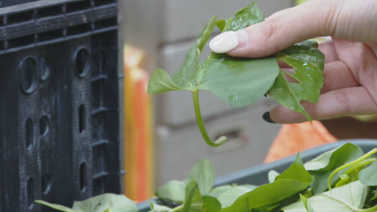 楊柳達強度巔峰毀滅性陣風警戒5／颱風「葉菜類」破損慘業者苦：菜價回穩得等2週| 鏡新聞| LINE TODAY