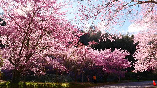 武陵農場已宣布2024年櫻花季的管制時間，為明年2月8日登場至2月29日。 圖：公路局／提供（資料照）