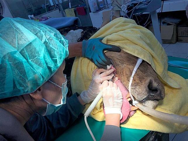 高雄壽山動物園非洲獅「大哥」正在洗牙。（圖／壽山動物園提供）