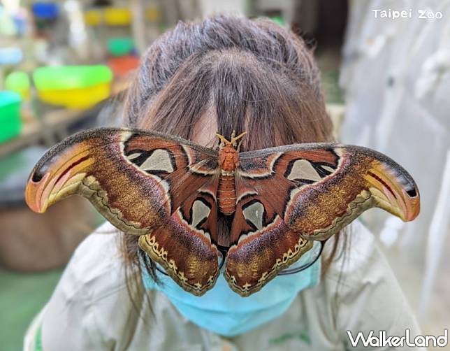 台北市立動物園慶祝昆蟲館20週年推出「貓空的蟲蟲微跡」生態之旅，搭乘纜車穿越蟲蟲探索谷、了解昆蟲自然棲息地。