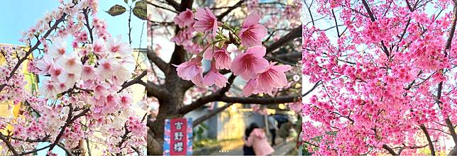 板橋也有漂亮的櫻花秘境🌸 @永安公園活動中心。（圖片來源/<a href=