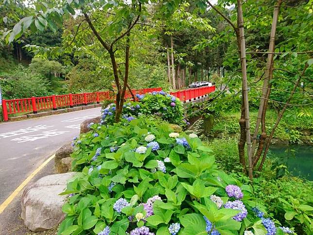 杉林溪繡球花。（中華旅行社提供）