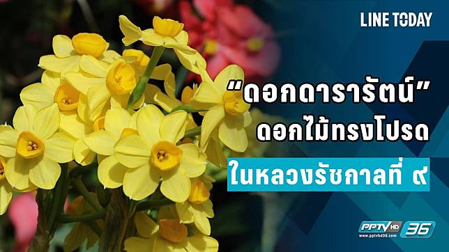 “ดอกดารารัตน์” ดอกไม้ทรงโปรด ของในหลวงรัชกาลที่ ๙